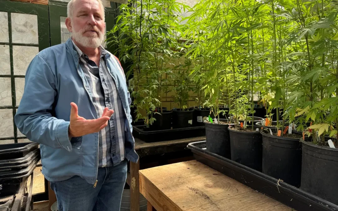 Cannabis Curious? Anderson Valley Cannabis Weekends Are A New Way To Experience Mendocino