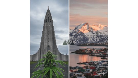 Cannabis At The Ends Of The Earth—Notes On The Northern And Southern Frontiers